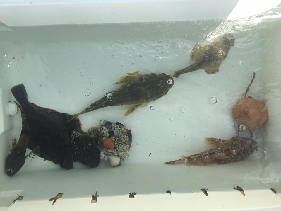 14713596_10154510912089020_164398445999340542_n