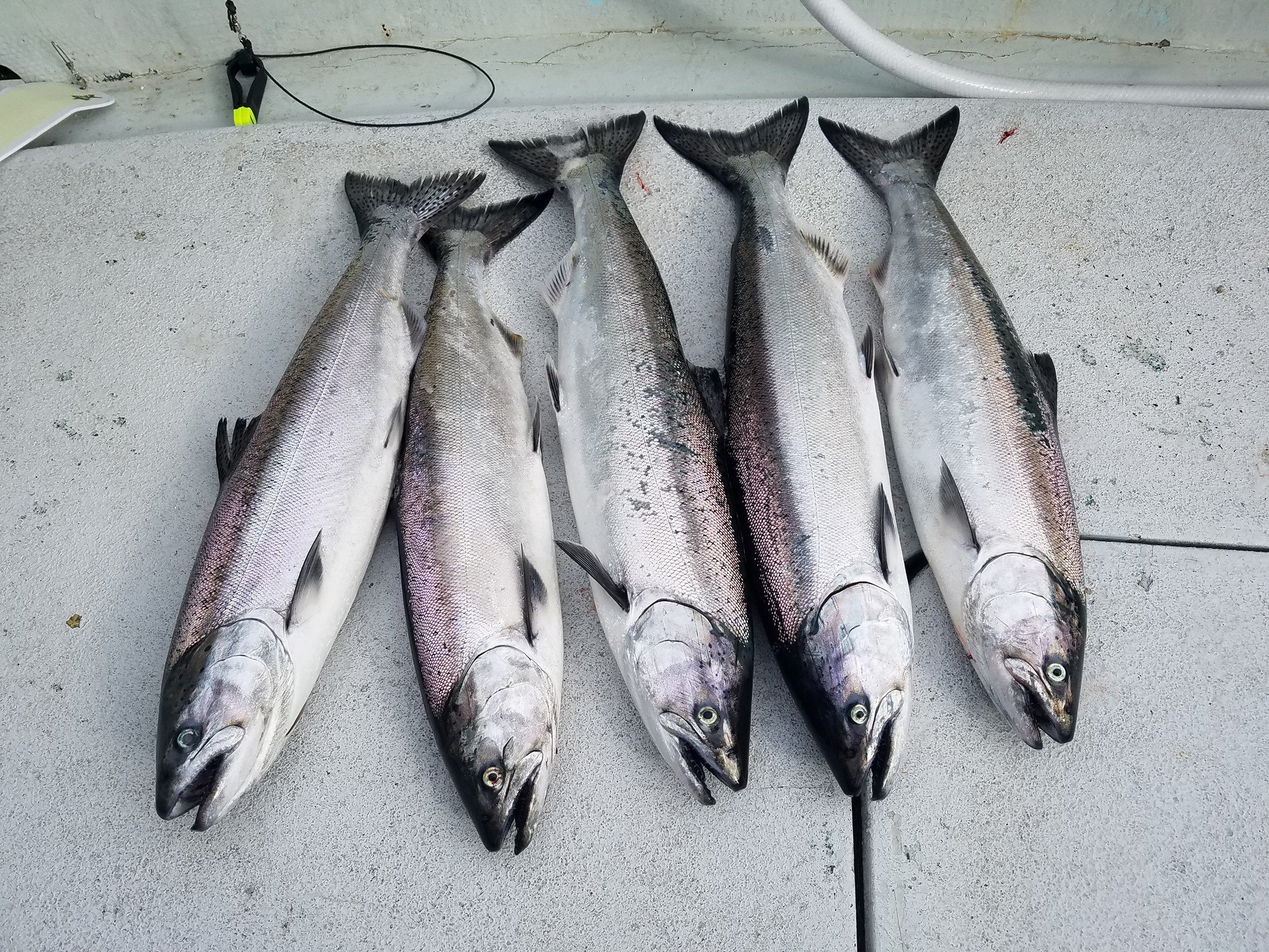 16707429_10154927992564020_5977830086959773598_o