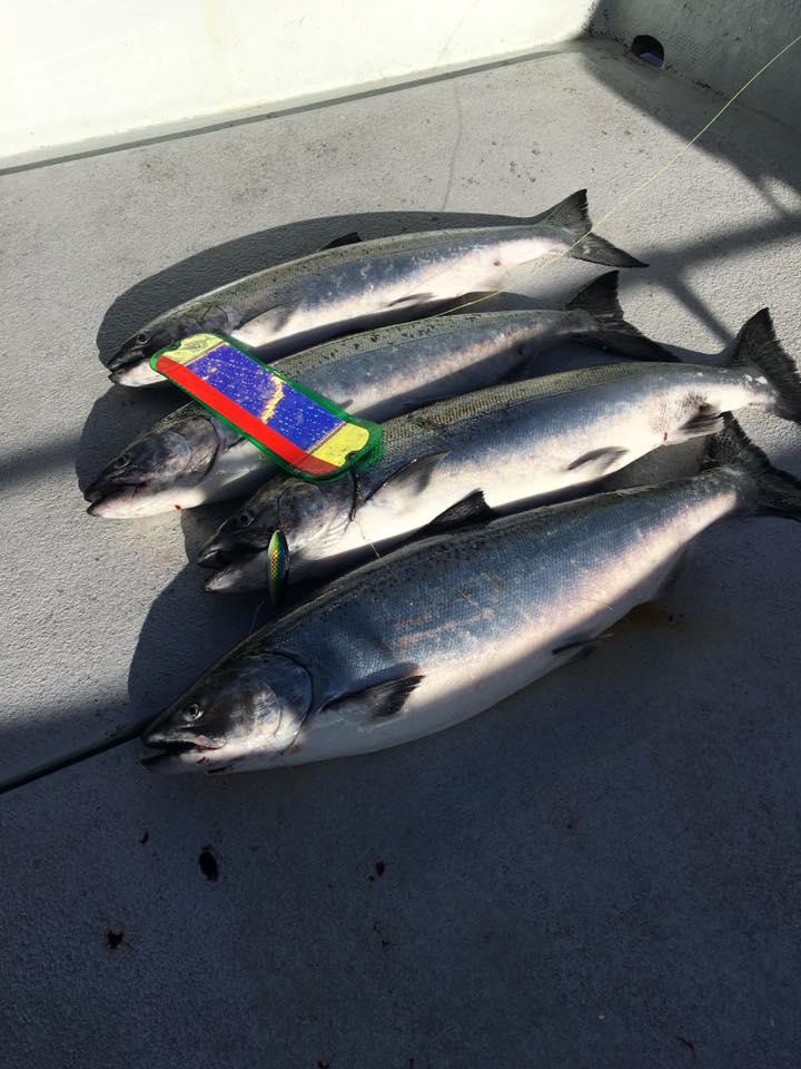 16806842_10154939353494020_9183159683987584611_n