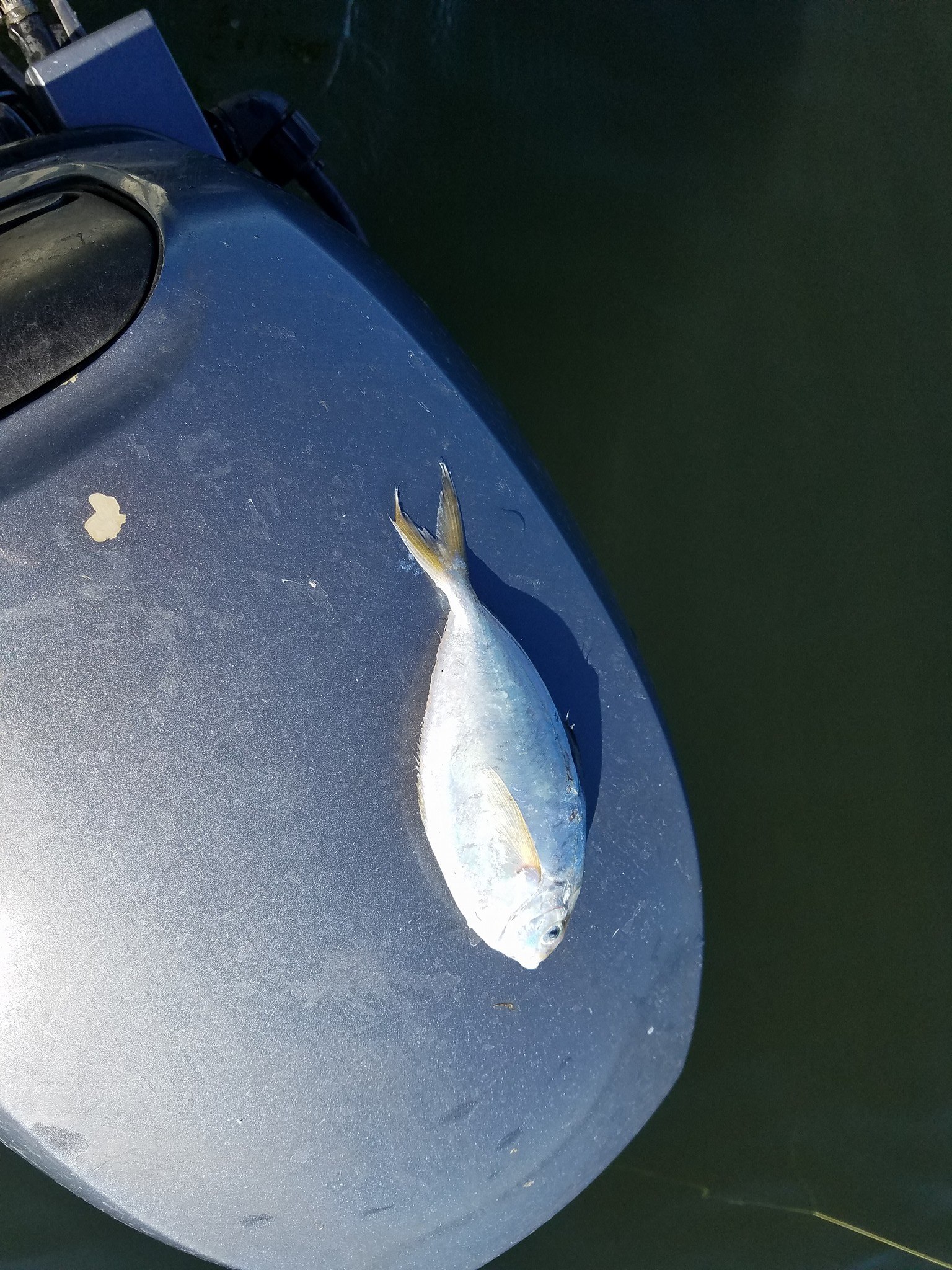 18699375_10155247964034020_7949060322729710457_o