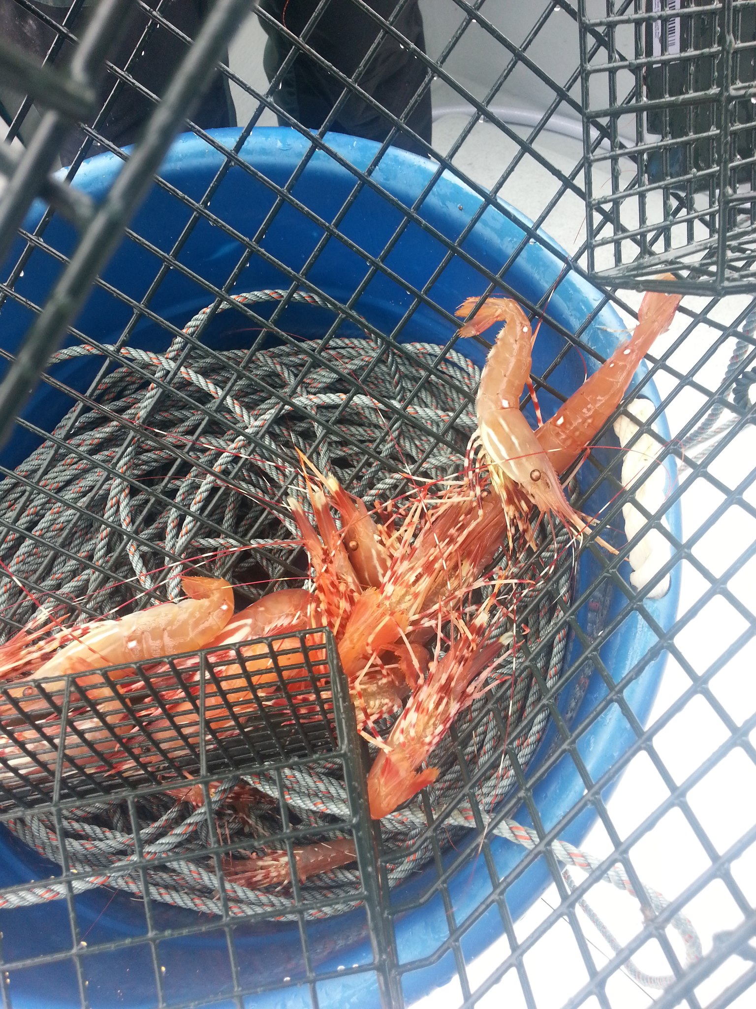 920373_10151572850479020_1710519680_o