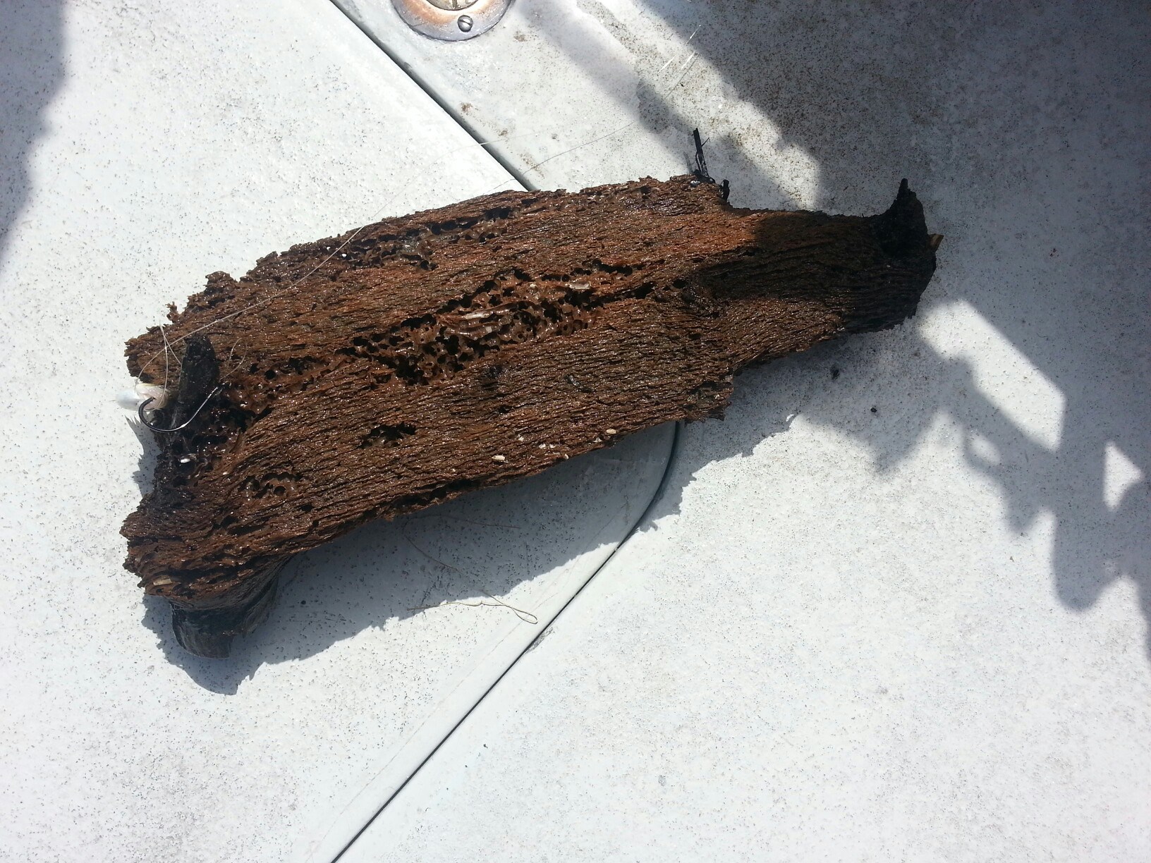 965806_10151608479779020_95416339_o