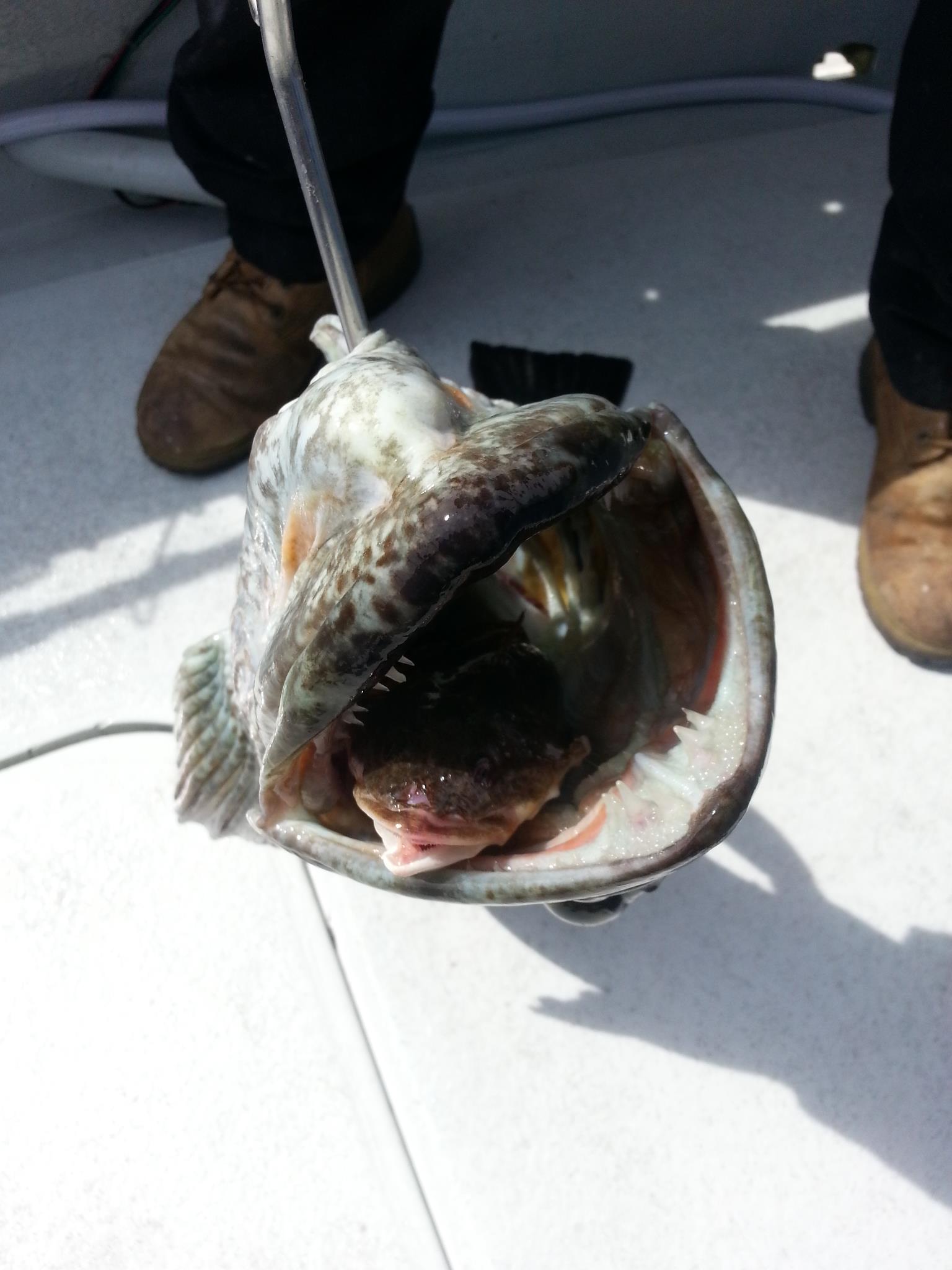 966608_10151577255959020_685179797_o