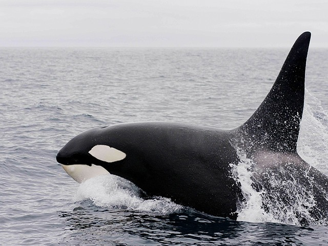 Orca Whale