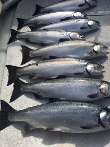 Seattle Fishing Coho Salmon 4