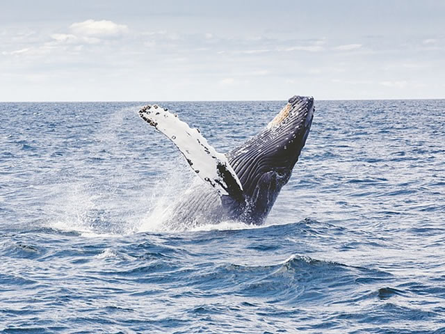 Humpback Whale