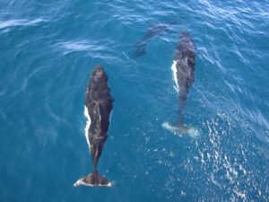 dall's porpoises