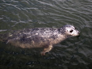 Harbor Seal