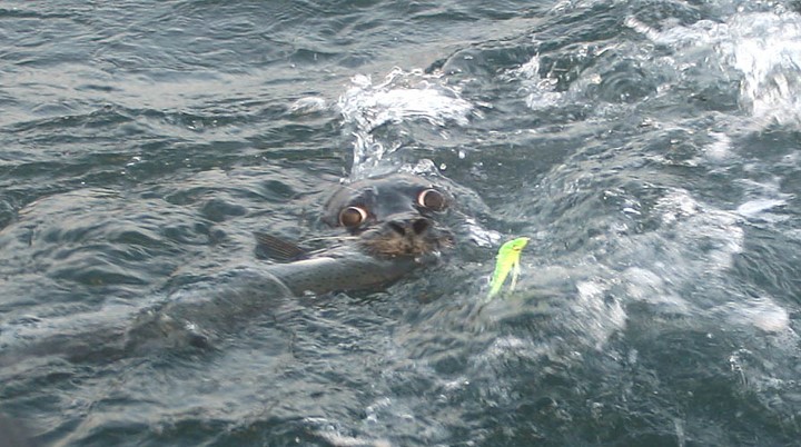 seal attacks fish