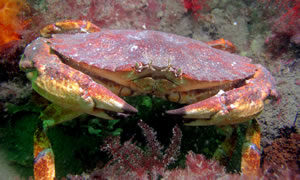 red rock crab