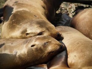 Seattle Sea Lions