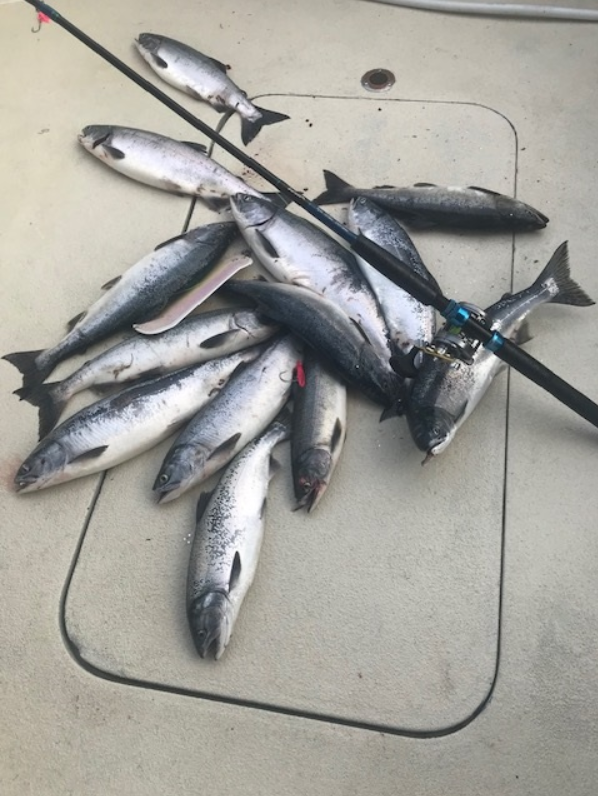 Deck full of humpies! A great day salmon fishing on Puget Sound with All Star Fishing Charters.