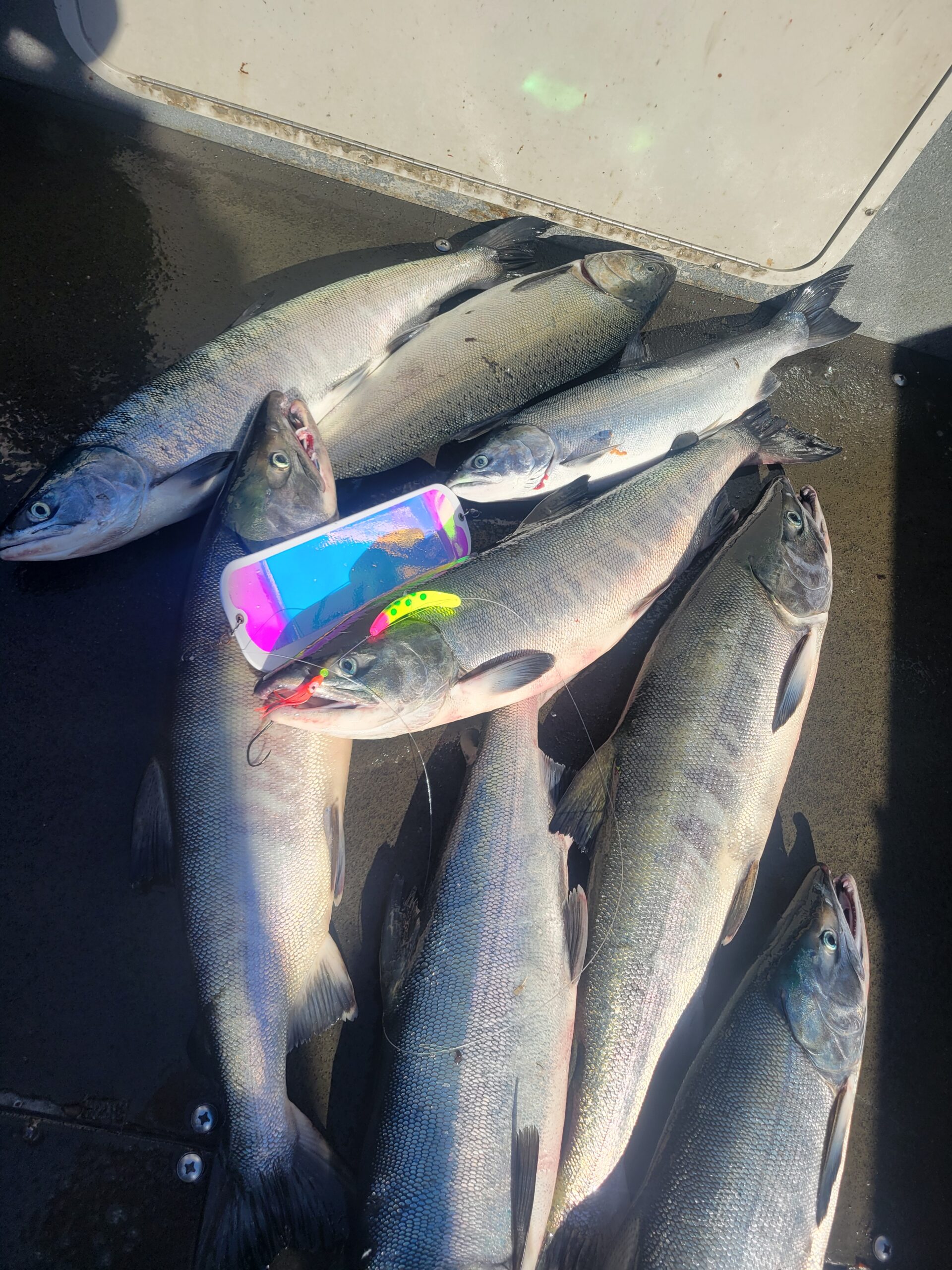 Deck full of Chum Salmon