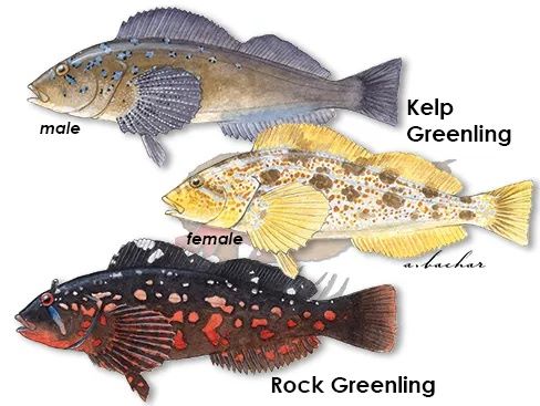 Kelp greenling male and female with rock greenling — Puget Sound bottom fish species identification.